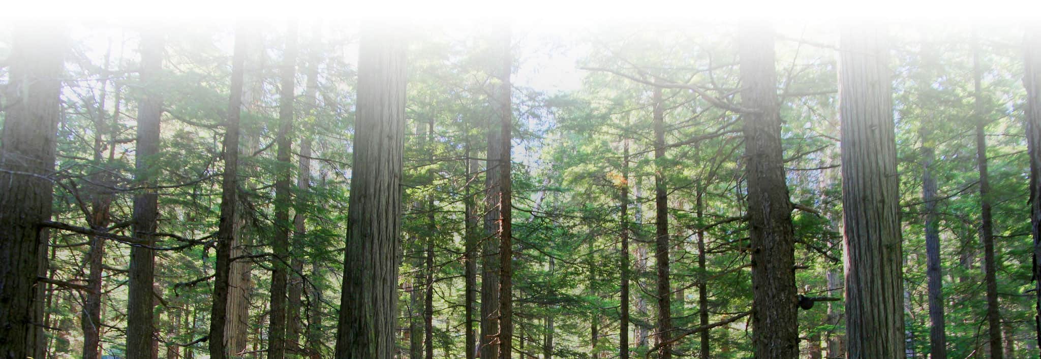 forest(1)